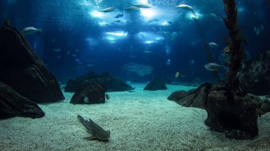 Lizbon Okyanusu 'ndaki balıklar kayalarla, Portekiz panoramik zaman dilimiyle geçiyor.