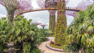 Körfez ve Gökyüzü Köprüsü yakınlarındaki Gardens 'ta süper ağaçlar. Ağaca benzer yapılar, ağaçların ekolojik işlevlerini taklit eden çevre teknolojileriyle donatılmıştır..