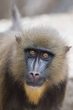 Mandrill 'in görüntüsünü kapat