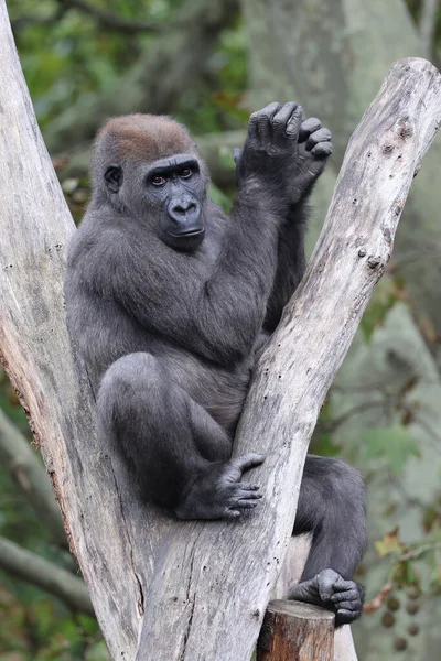 Vista Cerca Del Gorila Occidental Las Tierras Bajas — Foto de Stock