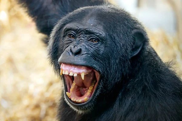 Vista Perto Chimpanzé Pan Troglodytes — Fotografia de Stock