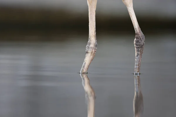 Blisko Widok Grey Heron Ardea Cinerea Nogi — Zdjęcie stockowe
