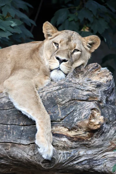 ライオンを間近で見ることができます Panthera Leo — ストック写真