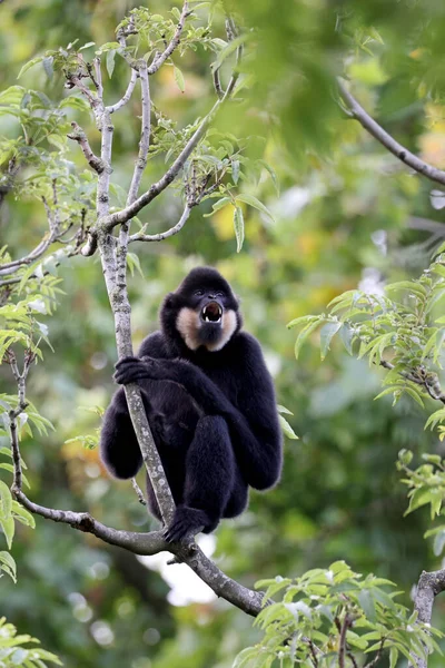 Widok Bliska Żółtopoliczkowego Gibbonu Nomascus Gabriellae — Zdjęcie stockowe