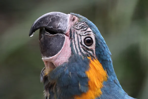 Close View Blue Throated Macaw Ara Glaucogularis — Stock Photo, Image