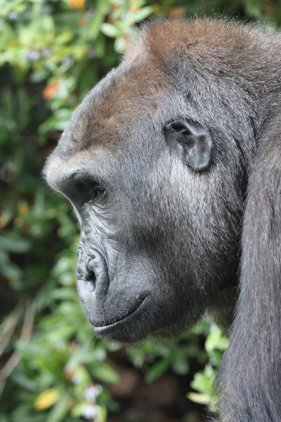 Στενή Άποψη Ενός Δυτικού Lowland Gorilla — Φωτογραφία Αρχείου