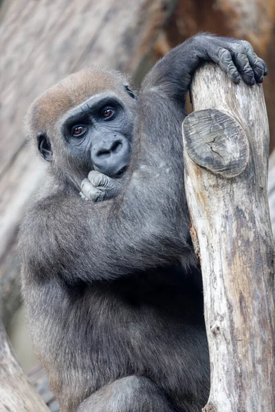 Vue Rapprochée Gorille Des Basses Terres Ouest — Photo