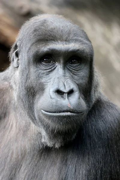 Zblízka Pohled Západní Nížinnou Gorilu — Stock fotografie