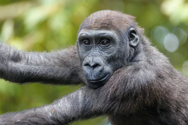 Közeli Kilátás Nyugati Síkvidéki Gorilla — Stock Fotó