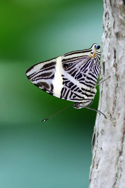 美しい蝶を間近で見ることができ — ストック写真