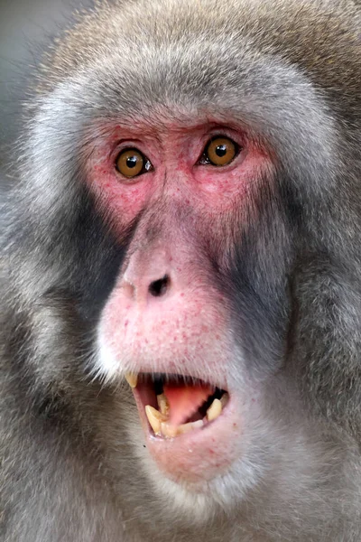 Vista Vicino Macaco Giapponese Macaca Fuscata — Foto Stock