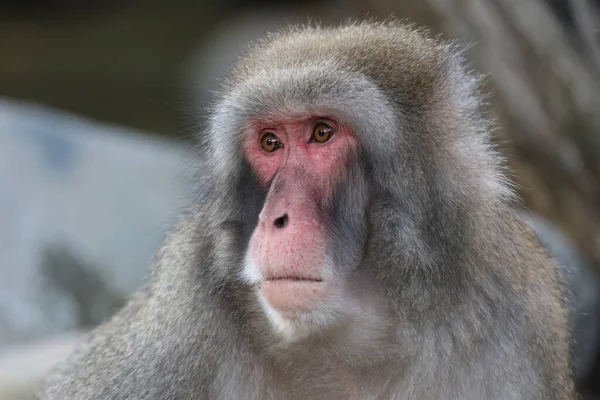 Vista Perto Macaco Japonês — Fotografia de Stock