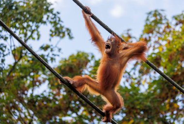 Bornean orangutanı (Pongo pigmaeus)