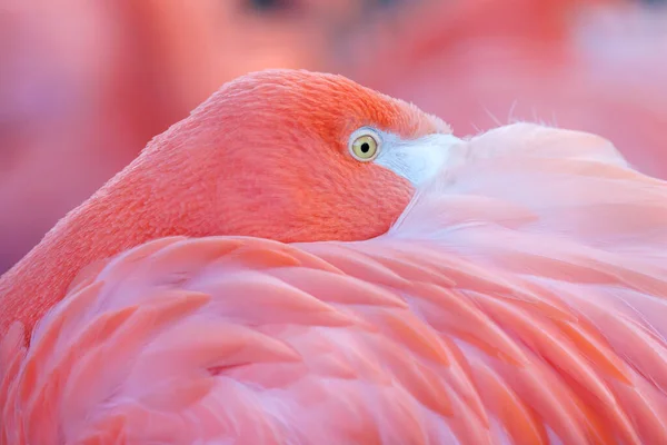 Розовый Фламинго Головой Между Перьями — стоковое фото
