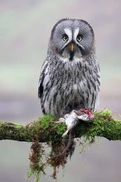 Close Great Grey Owl Strix Nebulosa — Stock Photo, Image