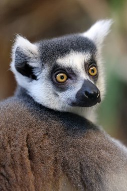 Halka Kuyruklu Lemur (Lemur Catta) yakın çekim