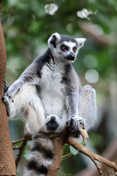 Halka Kuyruklu Lemur Lemur Catta Yakın Çekim — Stok fotoğraf