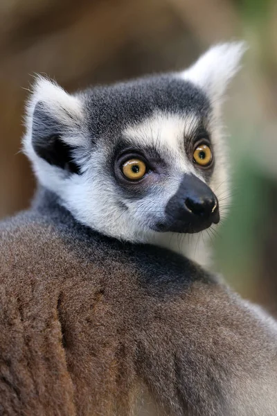Halka Kuyruklu Lemur Lemur Catta Yakın Çekim — Stok fotoğraf