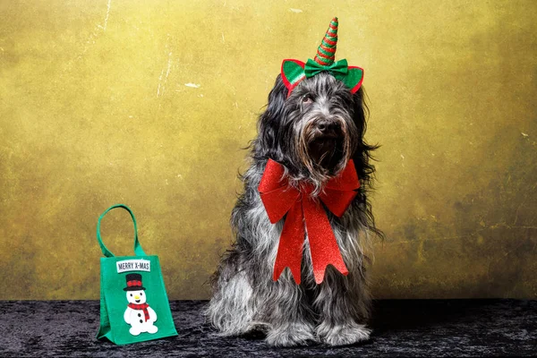Holländischer Schäferhund Schapendoes Weihnachtskostüm — Stockfoto