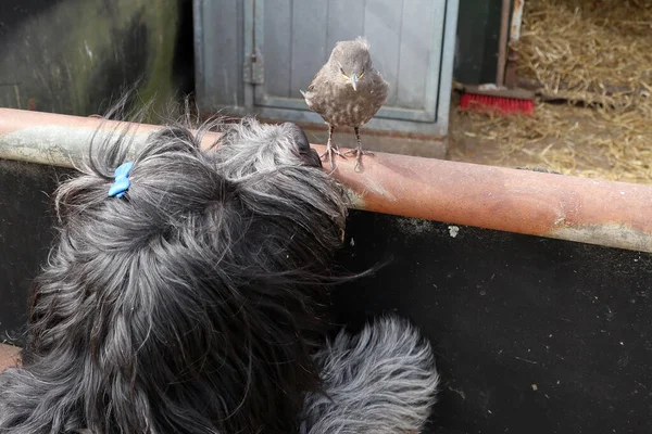 Dutch Sheepdog Schapendoes Smells Young Starling —  Fotos de Stock