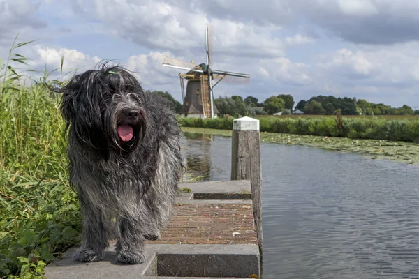 Dutch Sheepdog Schapendoes Windmill —  Fotos de Stock