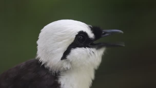 Суматранский Смеющийся Дрозд Garrulax Bicolor Известный Черно Белый Смеющийся Дрозд — стоковое видео