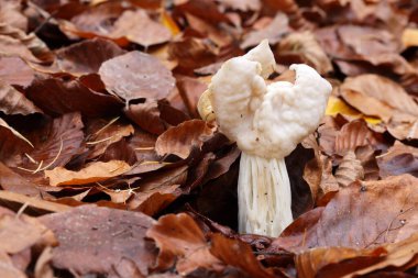 Close up of a mushroom growing in wild forest