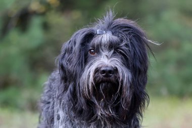 Dutch Sheepdog (Schapendoes) dog