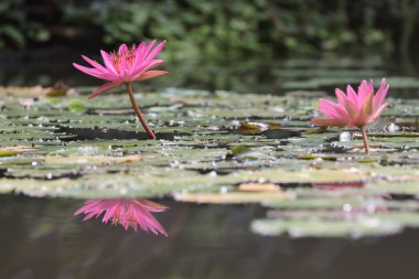 Gölette güzel pembe nilüfer çiçekleri