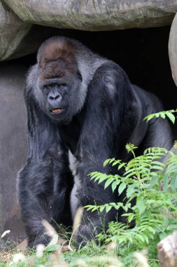 portrait of western lowland silverback gorilla