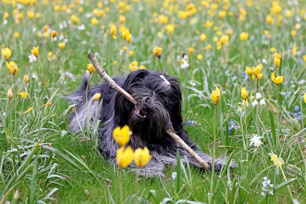 Portrait Dutch Sheepdog Playing Wooden Stick Outdoors — Stockfoto