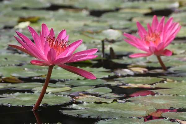 Beautiful Pink Lotus Flowers Pond — Stock Photo, Image