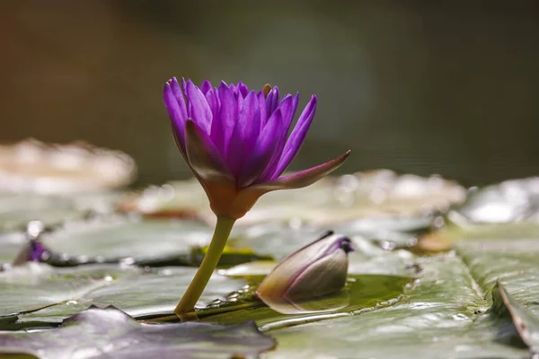 Beautiful Lotus Flower Water — Stock Photo, Image