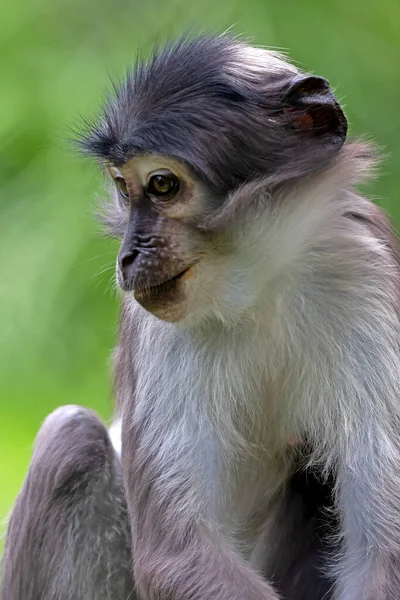 Close Portrait Collared Mangabey Cercocebus Torquatus Also Called Red Capped — Stock Photo, Image