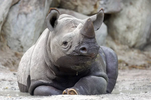 Black Rhinoceros Black Rhino Hook Lipped Rhinoceros Having Fun Pool — Foto de Stock