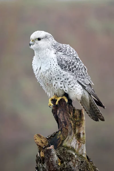 Closeup Gyrfalcon Falco Rusticolus Wild Nature — Stock Photo, Image