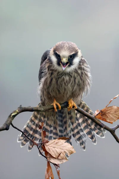Closeup Red Footed Falcon Falco Vespertinus Wild Nature — Stock Photo, Image