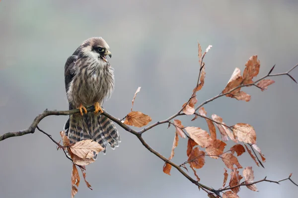 falco nativo americano