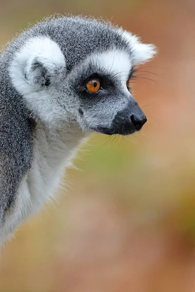 Close Shot Ringtailed Lemur Lemur Catta — Stock Photo, Image