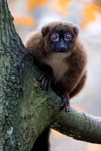 Red Bellied Lemur Eulemur Rubriventer Close Shot — Stock Fotó