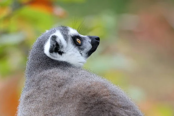 Close Shot Ringtailed Lemur Lemur Catta — Stok fotoğraf