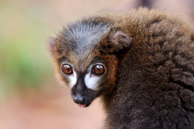 The red-bellied lemur (Eulemur rubriventer) close up shot