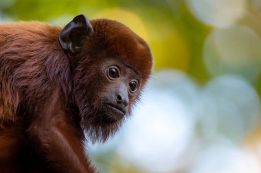 Close up shot of colombian red howler or Venezuelan red howler (Alouatta seniculus) 