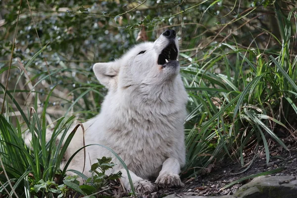 Howling Hudson Bay Wolf Canis Lupus Hudsonicus Primer Plano —  Fotos de Stock