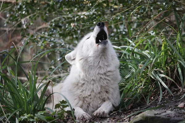 Howling Hudson Bay Wolf Canis Lupus Hudsonicus Primo Piano — Foto Stock