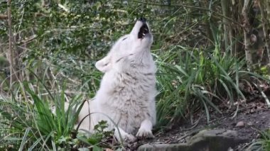 Uluyan Hudson Körfezi Kurdu (Canis lupus hudsonicus) yakın planda