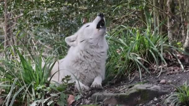 Huilende Hudson Bay Wolf Canis Lupus Hudsonicus Close — Stockvideo
