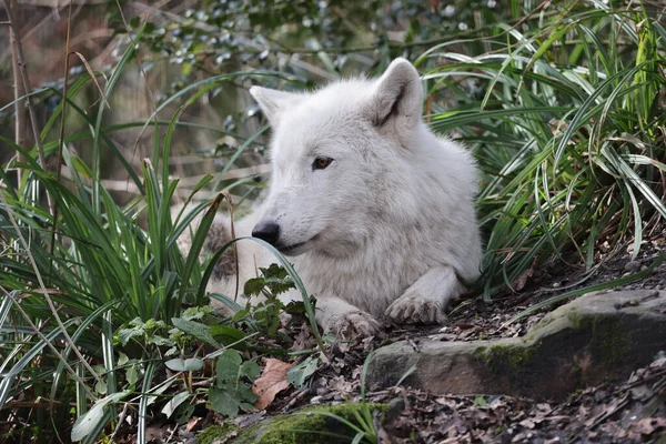 Волк Гудзонова Залива Canis Lupus Hudsonicus Крупным Планом — стоковое фото