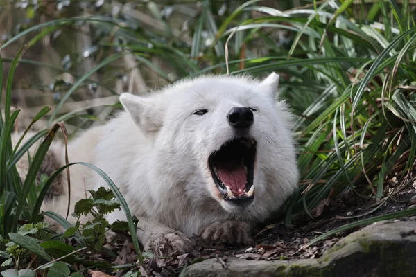 Heulender Hudson Bay Wolf Canis Lupus Hudsonicus Großaufnahme — Stockfoto