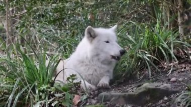 Uluyan Hudson Körfezi Kurdu (Canis lupus hudsonicus) yakın planda